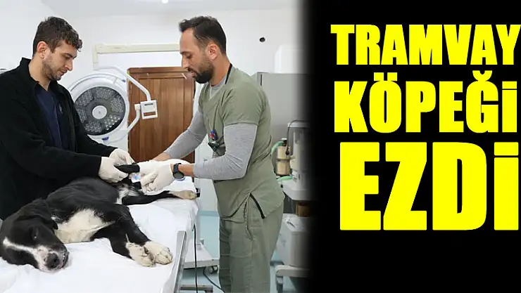 Tramvay köpeği ezdi