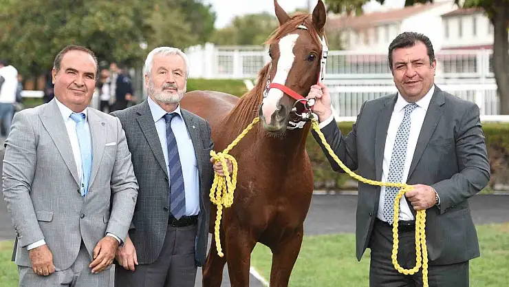 Safkan Arap tayı'na büyük talep