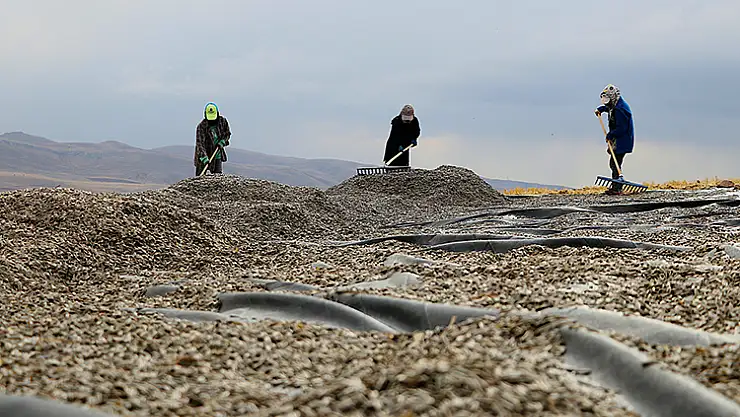 Çerezlik ayçiçeği üretim alanı genişliyor