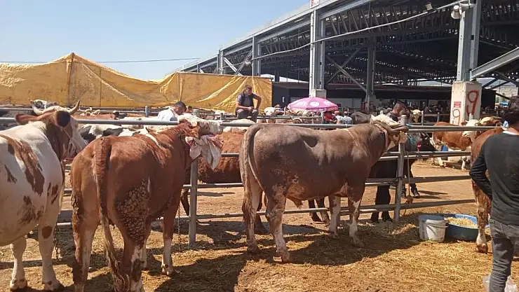 Kapatılan hayvan pazarları tekrar açılıyor