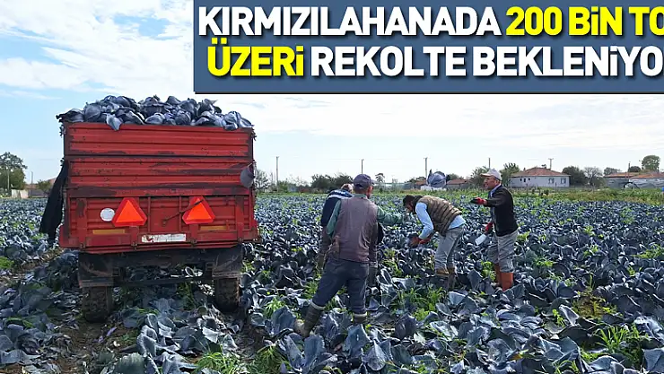 Kırmızılahanada 200 bin ton üzeri rekolte bekleniyor