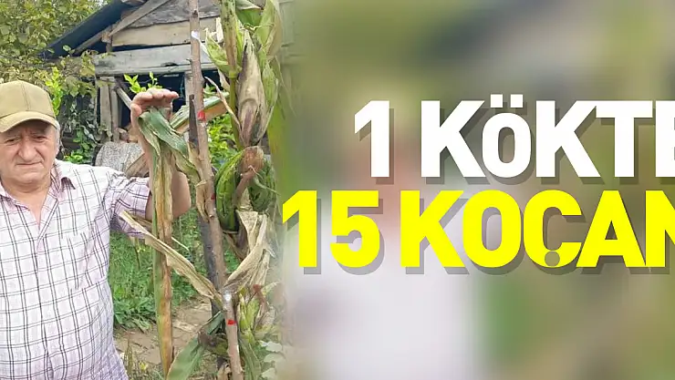 1 kökte 15 koçan
