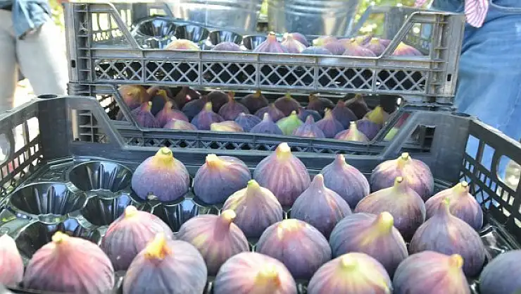 Rekolte düştü, fiyat arttı