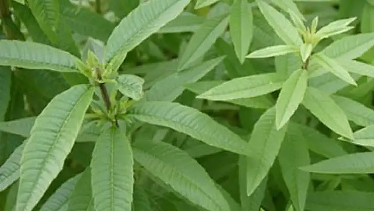 Limon otu ile birçok hastalığa deva