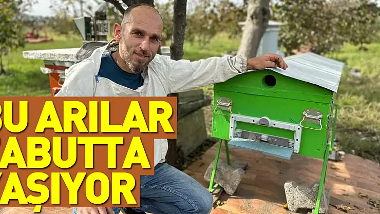 Tabutta yaşayan arılar