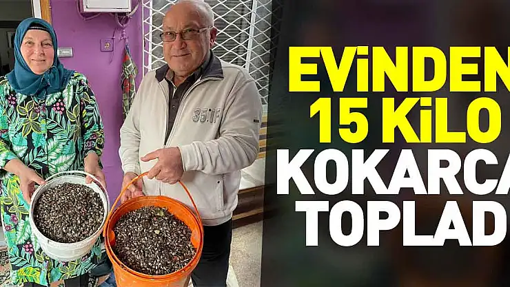 Evinden 15 kilo kokarca topladı