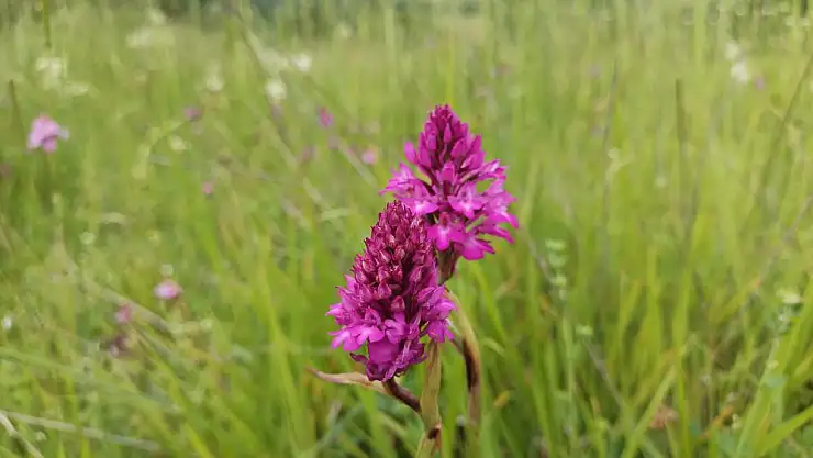154 tür endemik bitki samsun'da