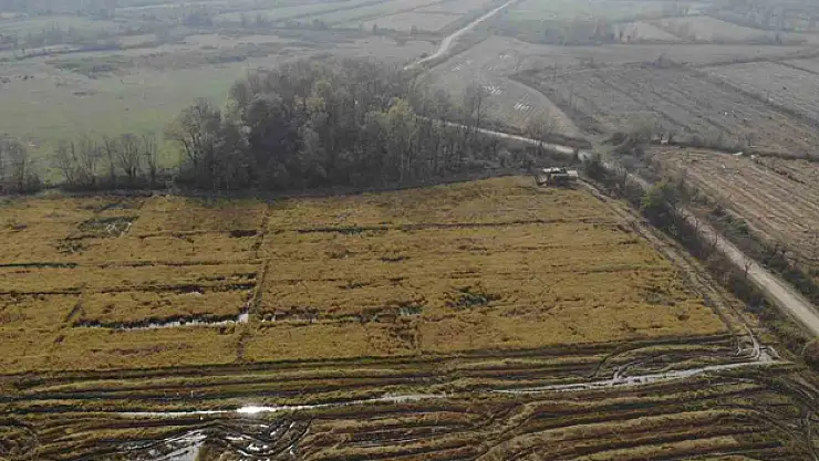 Düzce' de Siyah Pirinç Hasadı Başladı
