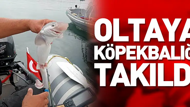 Oltaya köpekbalığı takıldı
