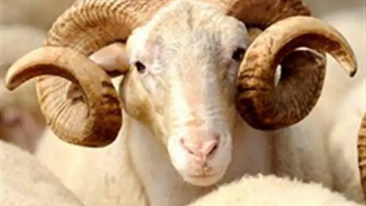 Kurbanlık'ta ilk...