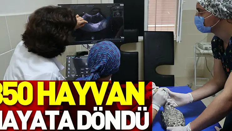 350 HAYVAN HAYATA DÖNDÜ