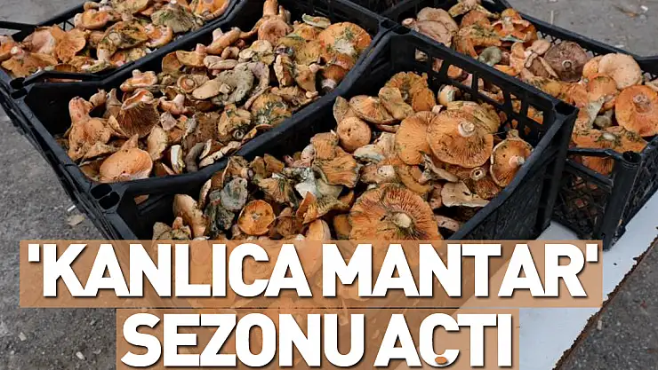 'Kanlıca mantar' sezonu açtı