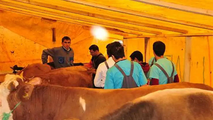 Kurbanlıklara 'Gebe' Kontrolü