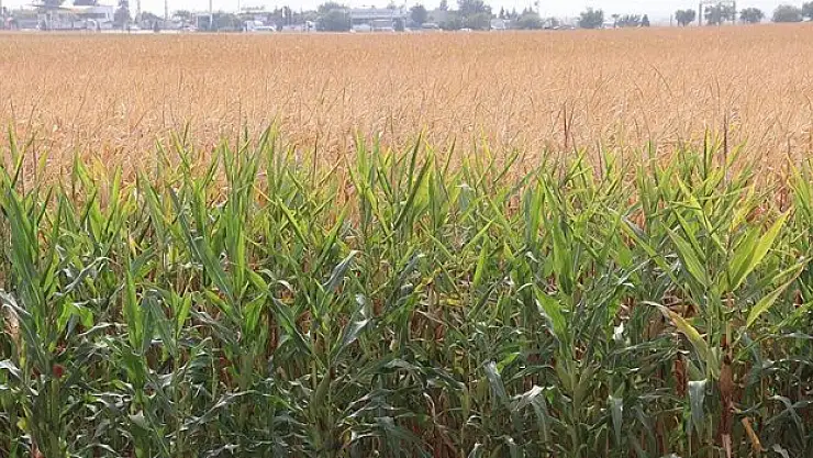 GAP ile topraklar bereketlendi