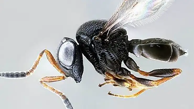 Samuray Arıları Zarar Vermiyor