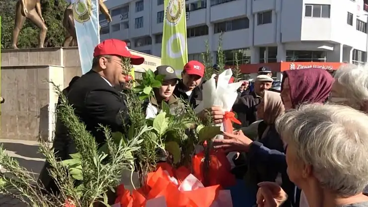 Bafra'da 40 bin fidan dağıtıldı