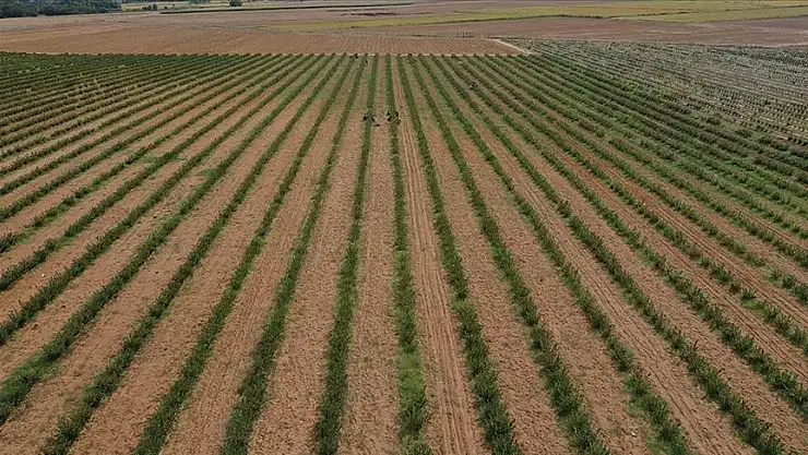 Genel tarım sayımı gelecek yıl başlayacak