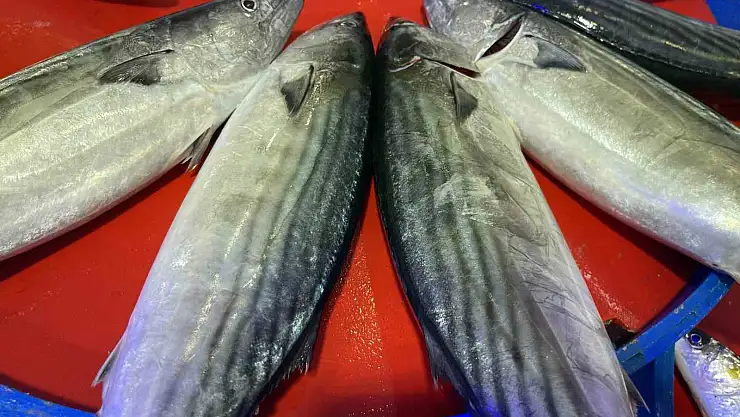 Palamut Kendini Gösterdi