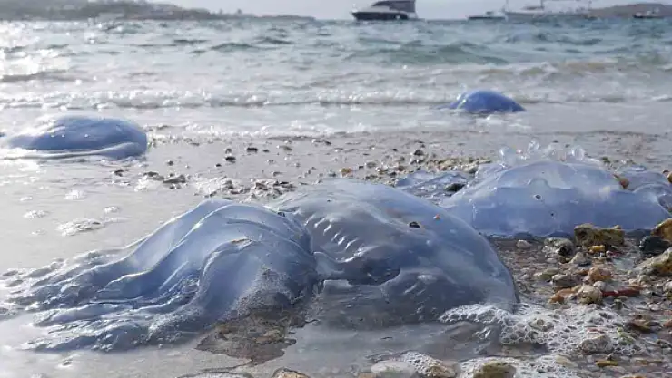 Denizanaları İstilası