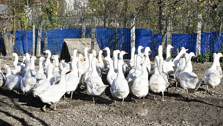 Yöresel tat 'tirit' için kaz yetiştiriyorlar