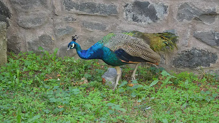 Tavus kuşunun süresi doluyor