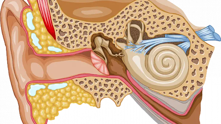 Tedavi edilmezse işitme kaybı olabilir