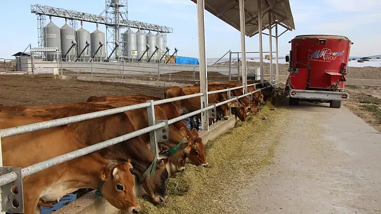 Gökhöyük'ün 'süt makinesi' jersey inekleri