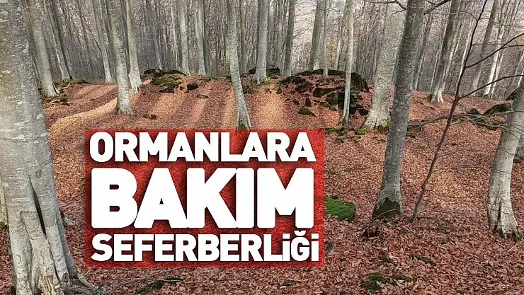 Ormanlara bakım seferberliği