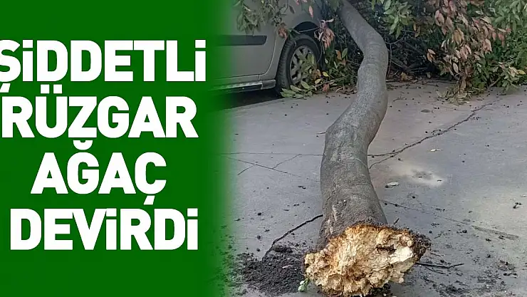 şiddetli  rüzgar  ağaç  devirdi
