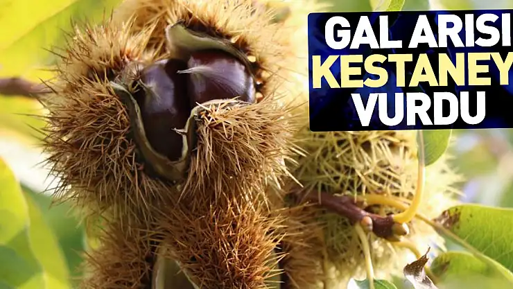 Gal arısı kestaneyi vurdu