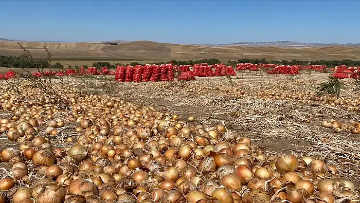 Soğan ekim alanlarının artması planlanıyor