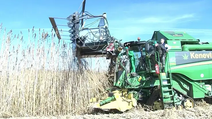 Kenevir ihracatında doping etkisi