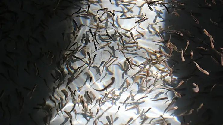 Erzincan'da balıkçılık yaygınlaşıyor