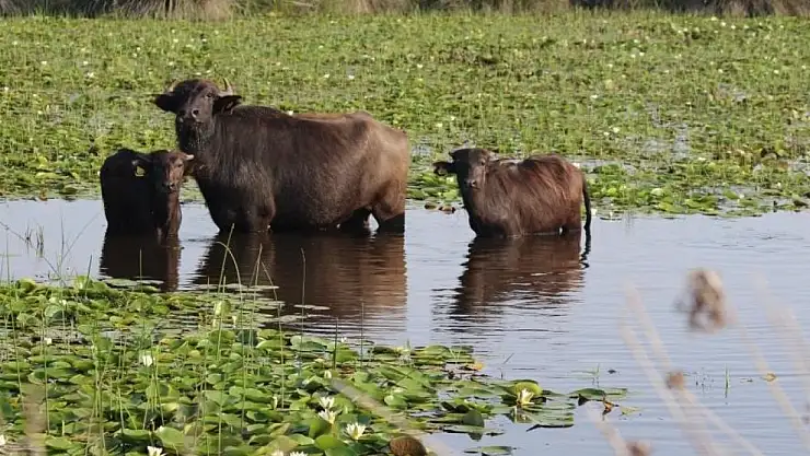 Bu proje ile süt ve manda artık daha verimli olacak