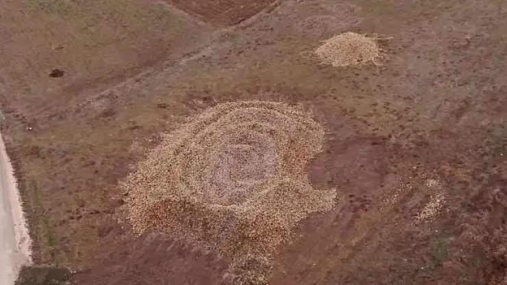 Şeker pancarları tarlada satılmayı bekliyor