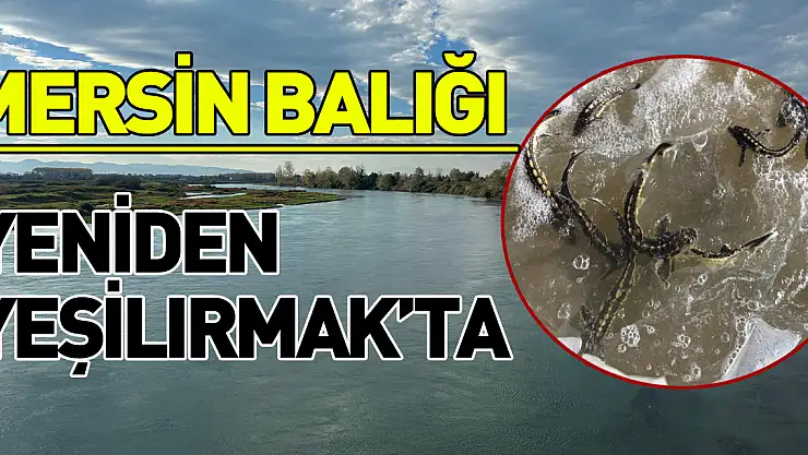 Mersin Balığı yeniden Yeşilırmak'ta