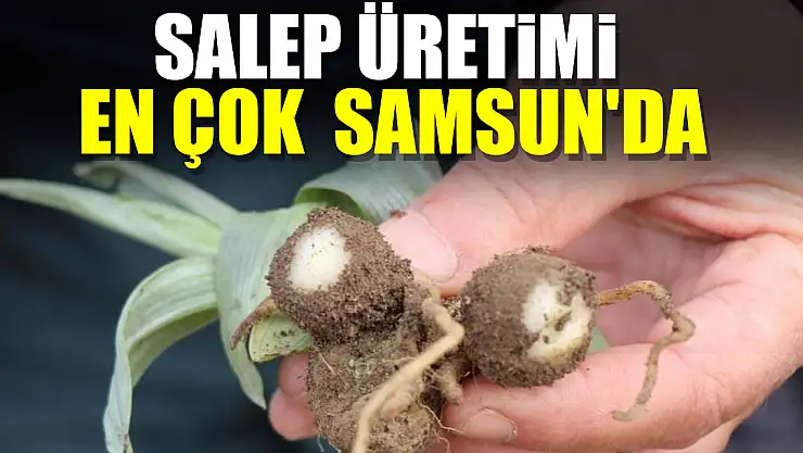 Salep üretimi en çok  Samsun'da