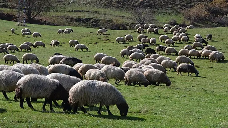Bu yılki hayvancılık destekleri attırıldı