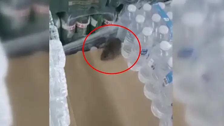 Mide bulandıran görüntü