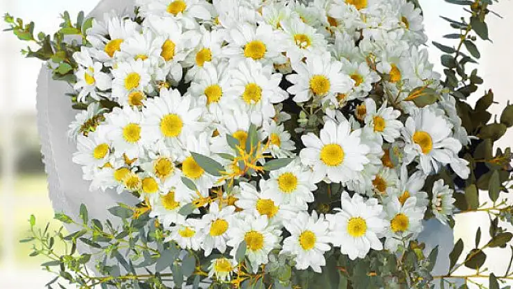 Papatya satışı 28 kat arttı