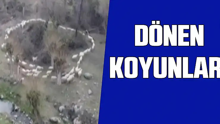 Dönen koyunlar!