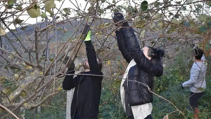 Öğrencilerden kivi Hasadı