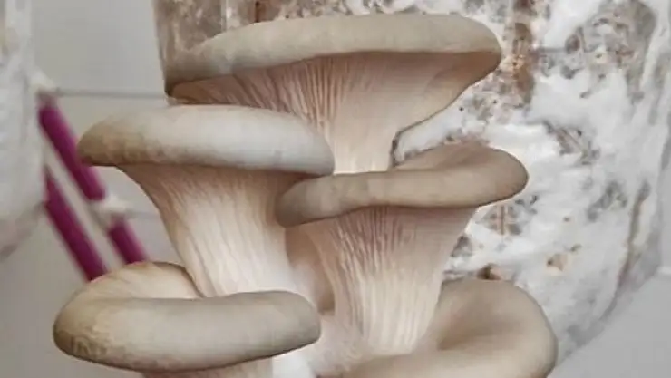 Kahve telvesi kullanılarak yerli mantar tohumu