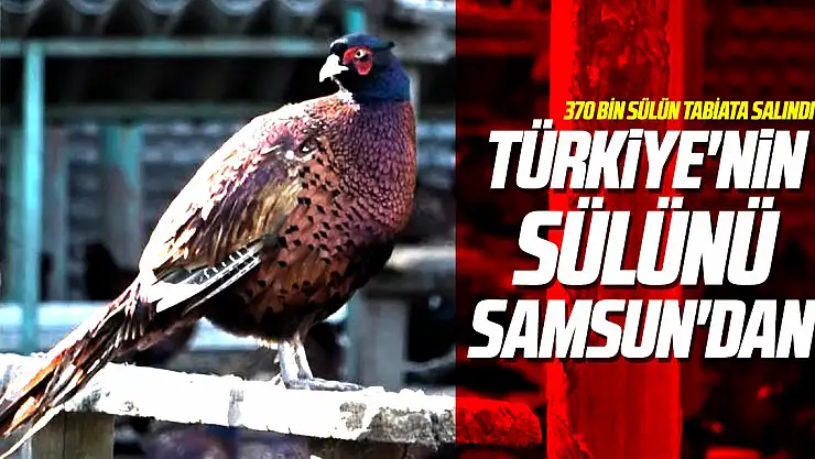 Türkiye'nin sülünü Samsun'dan