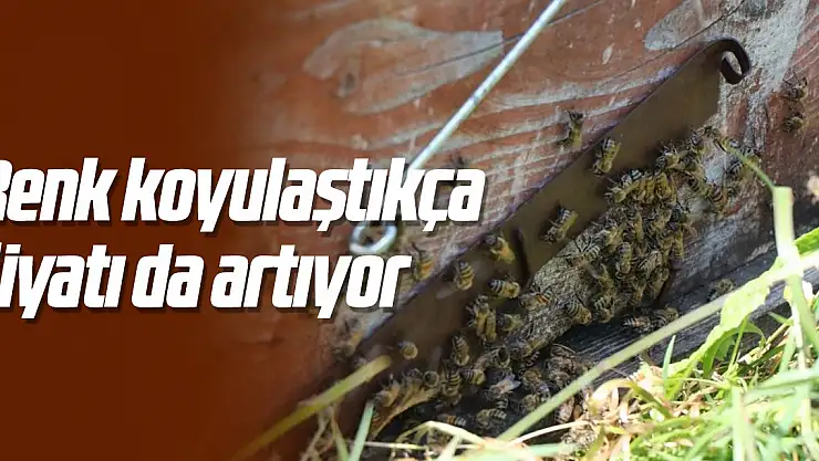 Kestane balında renk koyulaştıkça fiyatı da artıyor