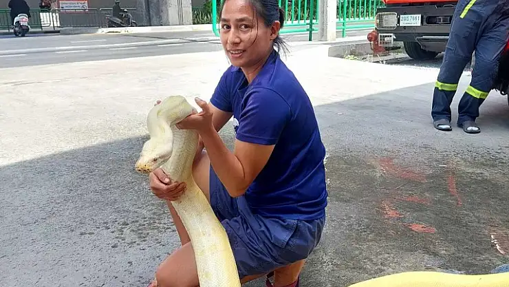 4 Metrelik Dev Piton