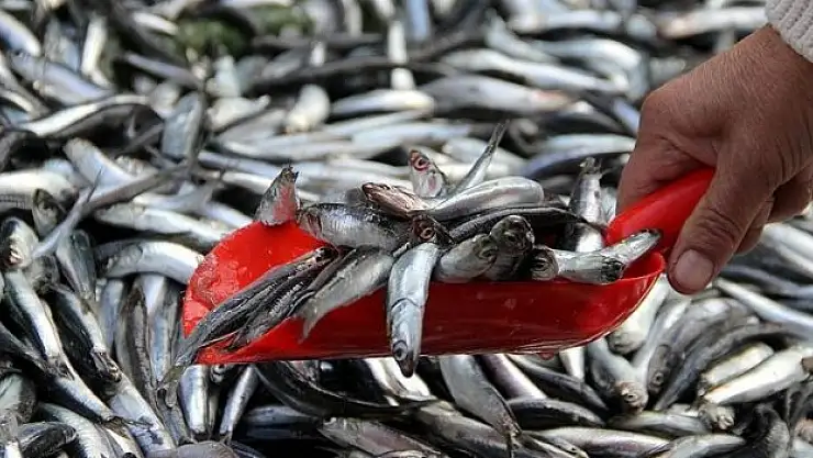 Kilogram fiyatı düştü