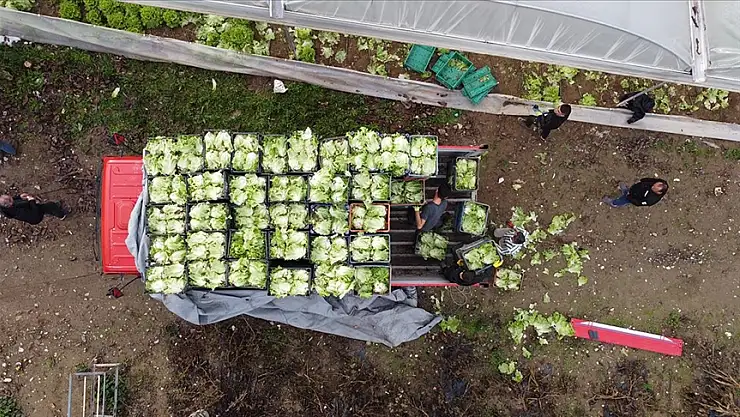 MARUL HASADI BAŞLADI