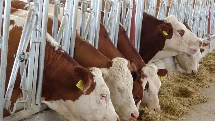 Destek başvuruları başladı