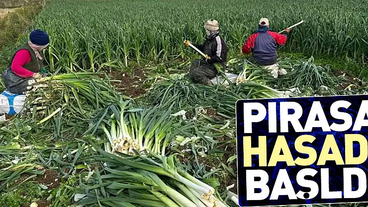 Pırasa hasadı başladı